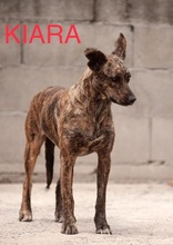 KIARA2, Hund, Bardino-Podenco-Mix in Spanien - Bild 1
