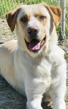 MICHA, Hund, Mischlingshund in Griechenland