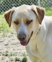 MICHA, Hund, Mischlingshund in Griechenland - Bild 10