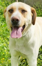 MICHA, Hund, Mischlingshund in Griechenland - Bild 11
