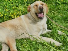 MICHA, Hund, Mischlingshund in Griechenland - Bild 17