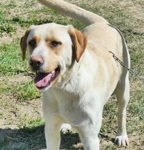 MICHA, Hund, Mischlingshund in Griechenland - Bild 2
