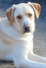 MICHA, Hund, Mischlingshund in Griechenland - Bild 22