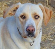 MICHA, Hund, Mischlingshund in Griechenland - Bild 26