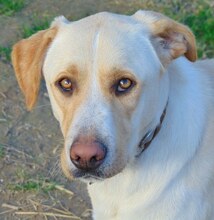 MICHA, Hund, Mischlingshund in Griechenland - Bild 28