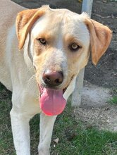 MICHA, Hund, Mischlingshund in Griechenland - Bild 29