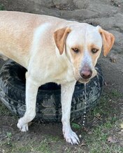 MICHA, Hund, Mischlingshund in Griechenland - Bild 32