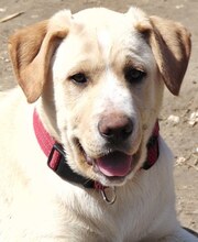 MICHA, Hund, Mischlingshund in Griechenland - Bild 35