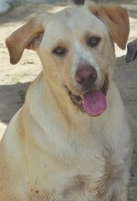 MICHA, Hund, Mischlingshund in Griechenland - Bild 36