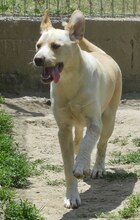 MICHA, Hund, Mischlingshund in Griechenland - Bild 37