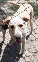 MICHA, Hund, Mischlingshund in Griechenland - Bild 38