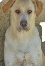 MICHA, Hund, Mischlingshund in Griechenland - Bild 40