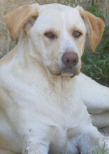MICHA, Hund, Mischlingshund in Griechenland - Bild 41