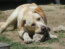 MICHA, Hund, Mischlingshund in Griechenland - Bild 42