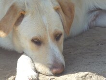 MICHA, Hund, Mischlingshund in Griechenland - Bild 44