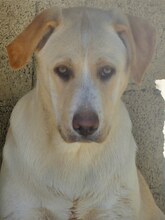 MICHA, Hund, Mischlingshund in Griechenland - Bild 46