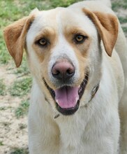 MICHA, Hund, Mischlingshund in Griechenland - Bild 5
