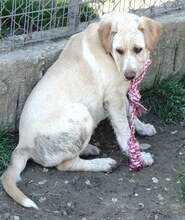 MICHA, Hund, Mischlingshund in Griechenland - Bild 50