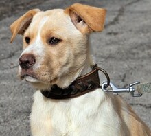 MICHA, Hund, Mischlingshund in Griechenland - Bild 51