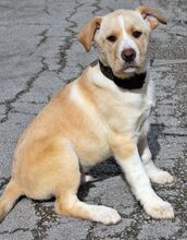MICHA, Hund, Mischlingshund in Griechenland - Bild 53
