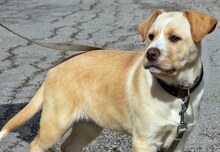 MICHA, Hund, Mischlingshund in Griechenland - Bild 54