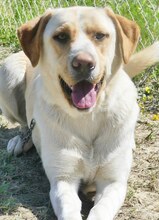 MICHA, Hund, Mischlingshund in Griechenland - Bild 7