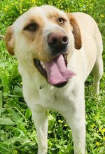 MICHA, Hund, Mischlingshund in Griechenland - Bild 8