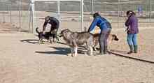 LUCAS, Hund, Herdenschutzhund-Mix in Wallersheim - Bild 16