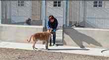 LUCAS, Hund, Herdenschutzhund-Mix in Wallersheim - Bild 19