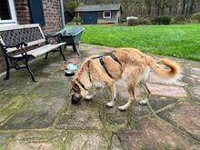 LUCAS, Hund, Herdenschutzhund-Mix in Wallersheim - Bild 6