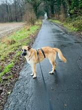 LUCAS, Hund, Herdenschutzhund-Mix in Wallersheim - Bild 8