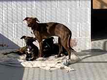 LILY, Hund, Podenco in Spanien - Bild 13