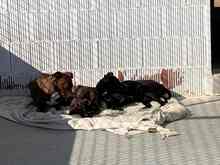 LILY, Hund, Podenco in Spanien - Bild 14