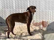 LILY, Hund, Podenco in Spanien - Bild 2