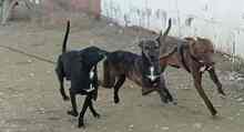 LILY, Hund, Podenco in Spanien - Bild 8