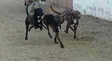 LILY, Hund, Podenco in Spanien - Bild 9