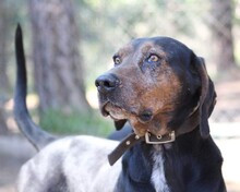 ELO, Hund, Mischlingshund in Griechenland