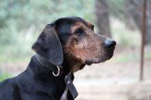 ELO, Hund, Mischlingshund in Griechenland - Bild 2
