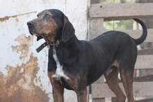 ELO, Hund, Mischlingshund in Griechenland - Bild 3