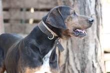 ELO, Hund, Mischlingshund in Griechenland - Bild 4