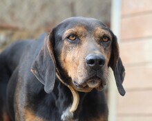 ELO, Hund, Mischlingshund in Griechenland - Bild 5