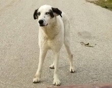 PEDAROS, Hund, Mischlingshund in Griechenland - Bild 3