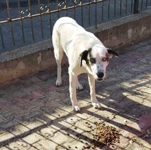 PEDAROS, Hund, Mischlingshund in Griechenland - Bild 4