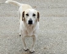LEMONIA, Hund, Mischlingshund in Griechenland - Bild 1