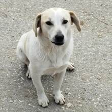 LEMONIA, Hund, Mischlingshund in Griechenland - Bild 2