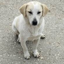 LEMONIA, Hund, Mischlingshund in Griechenland - Bild 4