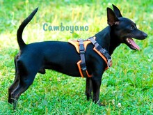 CAMBOYANO, Hund, Pinscher-Mix in Winnweiler - Bild 1