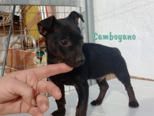 CAMBOYANO, Hund, Pinscher-Mix in Winnweiler - Bild 10