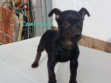 CAMBOYANO, Hund, Pinscher-Mix in Winnweiler - Bild 11