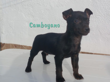CAMBOYANO, Hund, Pinscher-Mix in Winnweiler - Bild 12